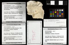 Foto (Objekt + Etiketten) von Cracensigillatus acutirostris (Moericke, 1889) 